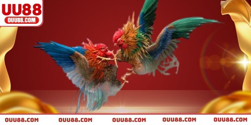 Những điều quan trọng khi theo dõi và cược gà online