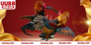 ty-le-cuoc-da-ga-thu-thuat-bat-keo-chuan-cung-cao-thu-uu88