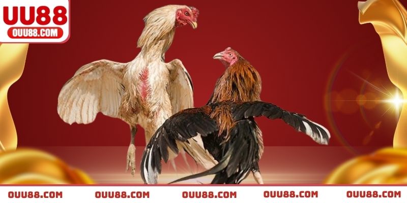 Làm quen với mức cược nhỏ để hiểu rõ nhịp đấu