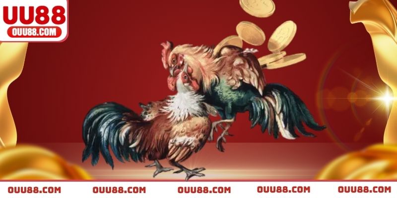Ưu đãi độc quyền khi tham gia sảnh chọi kê