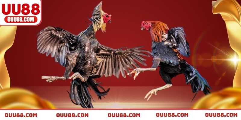 Ưu điểm vượt trội của hệ thống đá gà UU88
